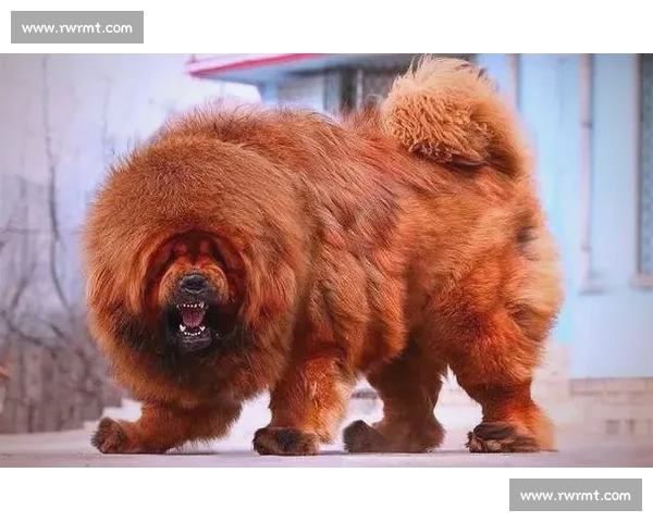 全球狗狗竞技盛会：探索各国犬类明星的精彩对决与文化魅力